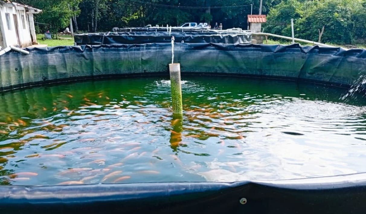 Puerto Morelos looking to expand municipal fish farm after producing 40 tons last year