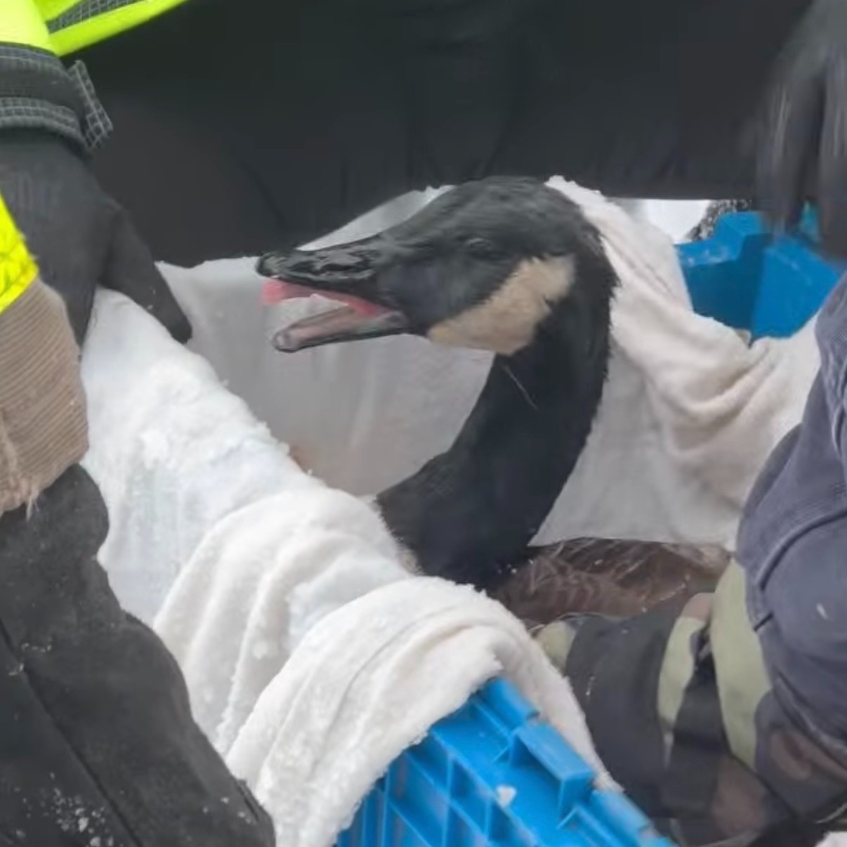Firemen in Rhode Island rescue goose stuck in ice on local pond