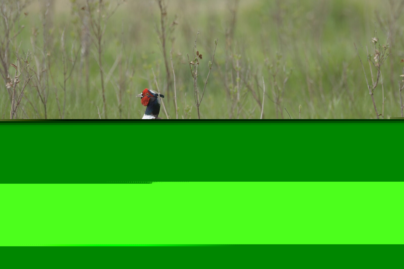 Doug Leier: Numbers alone don’t tell the full story of pheasants in North Dakota