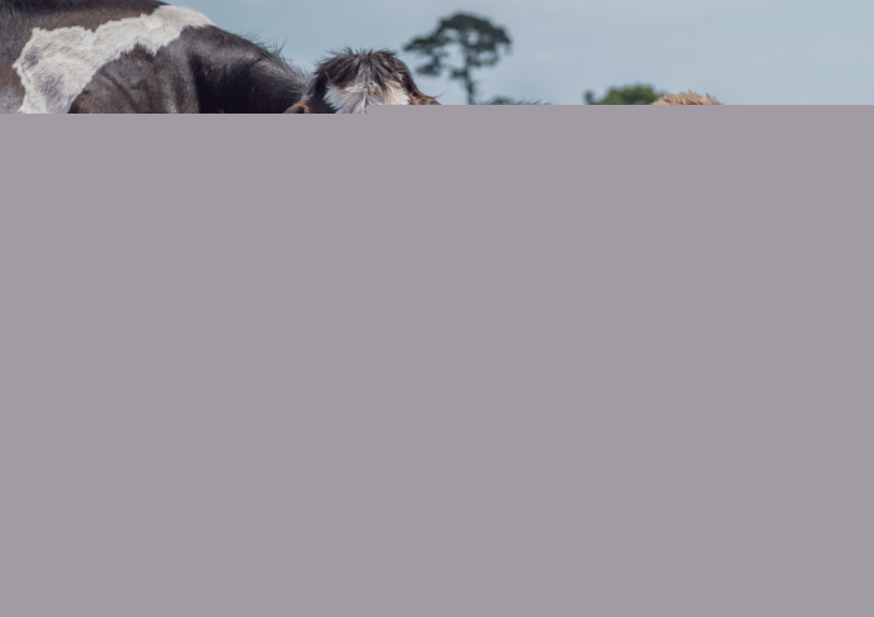 Halter’s New Zealand business sees revenue jump
