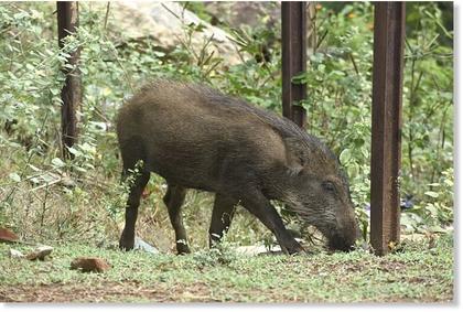 Elderly woman killed by wild boar in Odisha, India