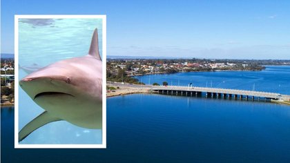 Perth shark warning Canning River: Swimmer ‘bumped’ by huge bull shark at Deep Water Point in Melville