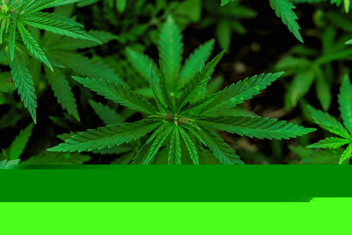 Serious Weed Emergencies Happening in New York State