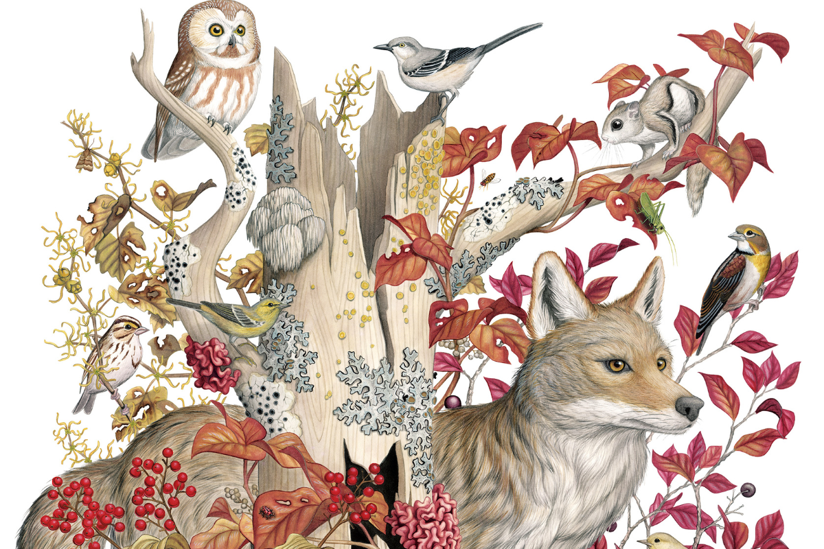 Maine’s plants and wildlife shine in new book of stunning art and surprising facts