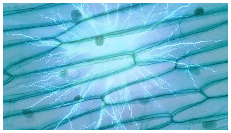 Cells use electricity to eliminate their 'weakest' neighbours to maintain healthy protective barriers