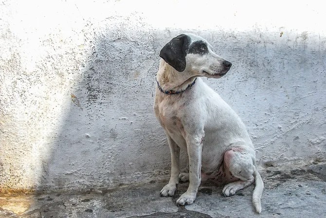 Campaign halted after Guangdong dog killing sparks outrage