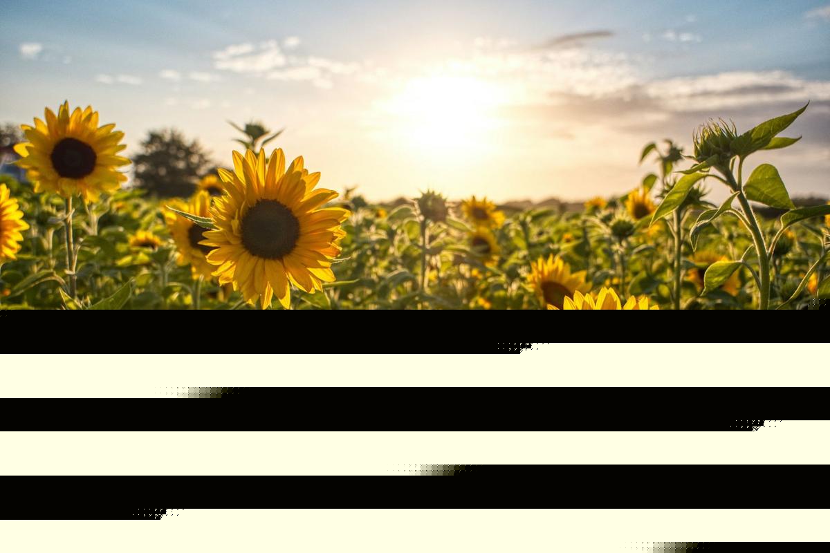 Here Comes The Sun...Flowers: Isanti Field To Open Next Weekend