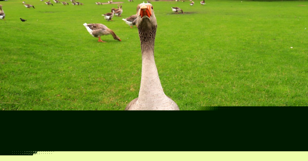 Etika ili tradicija na stolu: Brazil stavio tačku na foie gras, ove zemlje i dalje sprovode surovu praksu