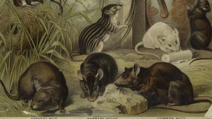Of Rats and Men (2022)