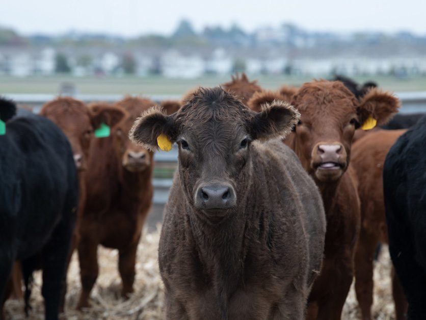 Cattle herd expands slightly, USDA reports