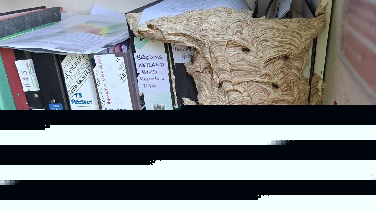 Huge wasp nest takes over wildlife trust's office