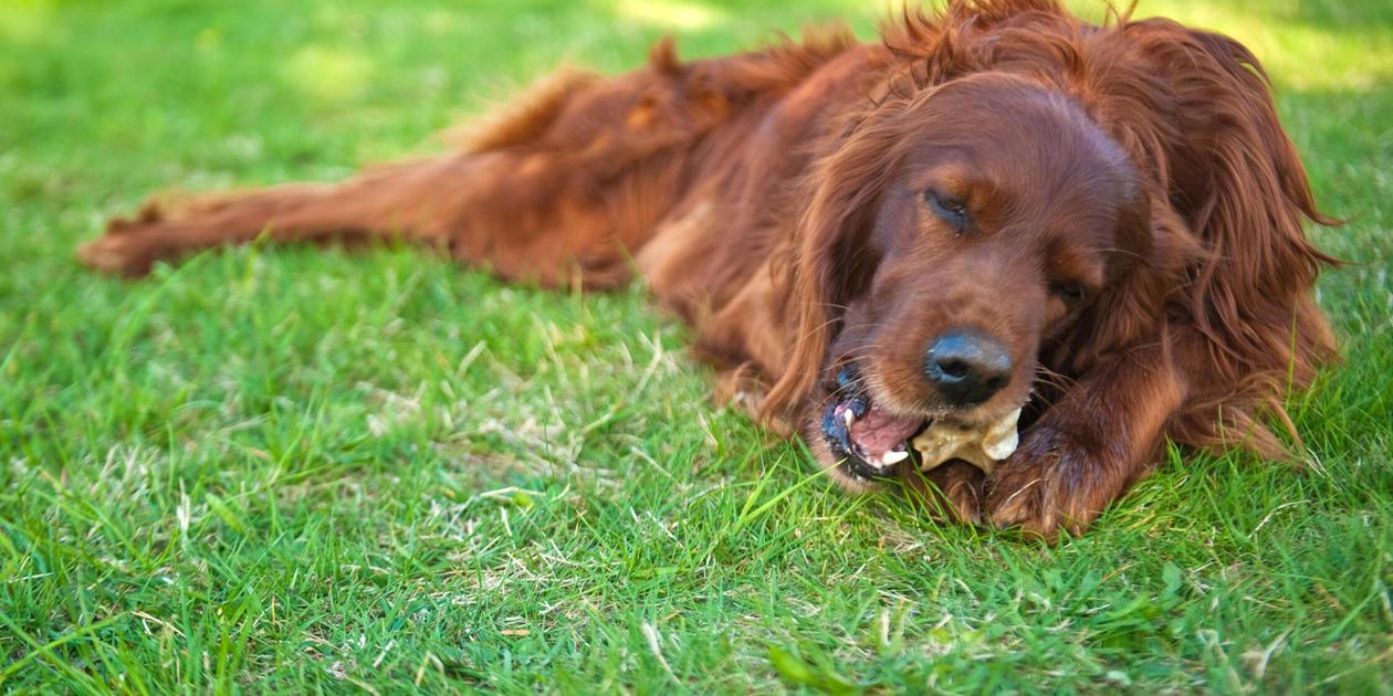 Große Gefahr für Tier und Mensch: Rückruf von Hundefutter - Marken in zwei Discountern betroffen
