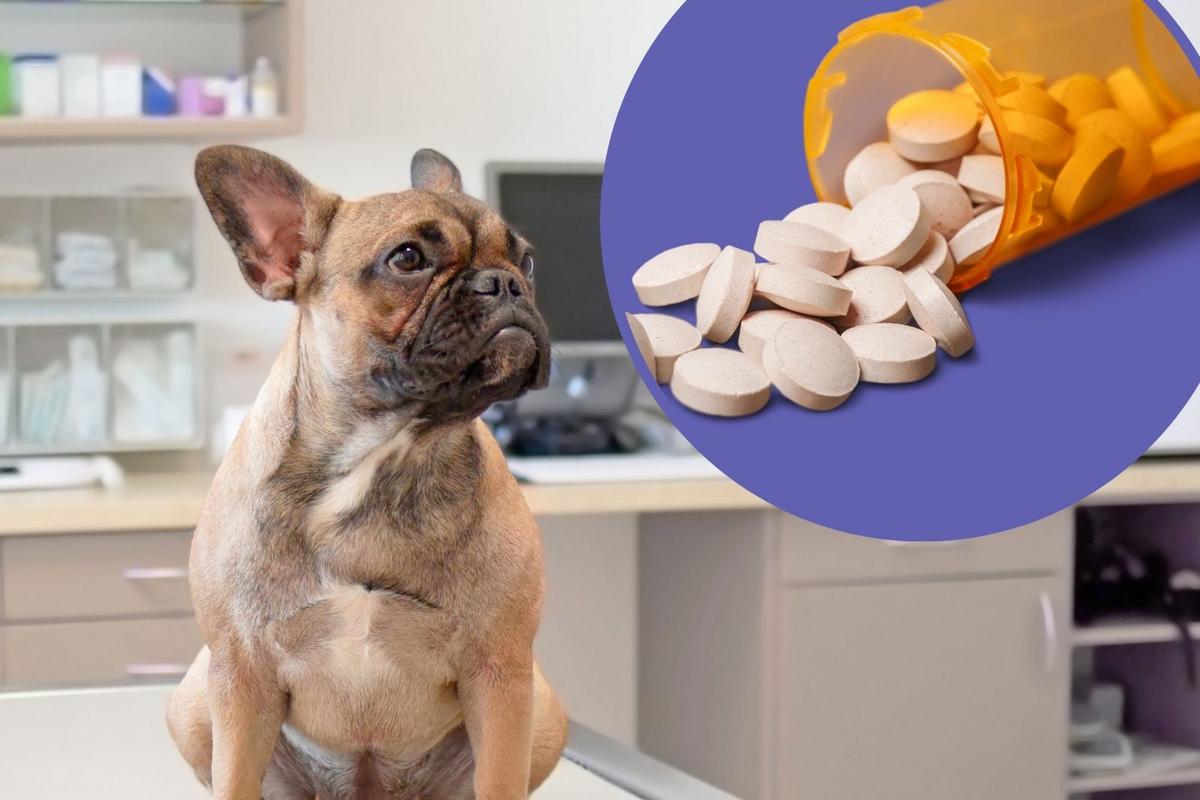 Minnesota Now Has an Option to Donate Your Pet's Medication