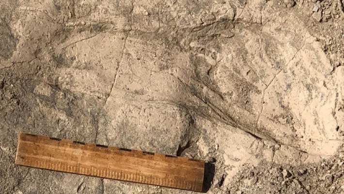 Ancient Footprints in Kenya Hint at Bigger Bodies and Group Behavior among Early Human Relatives