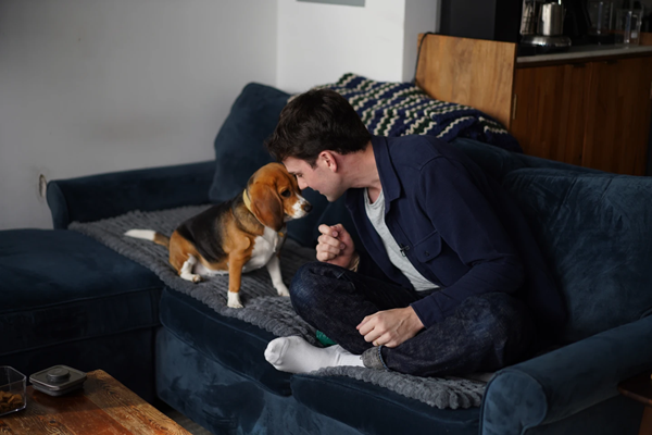 Gene-edited beagles may offer a future option for people with dog allergies