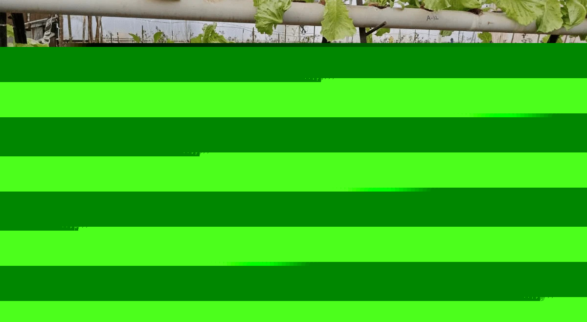 Local Bounti shares fall after second-quarter revenue misses forecasts