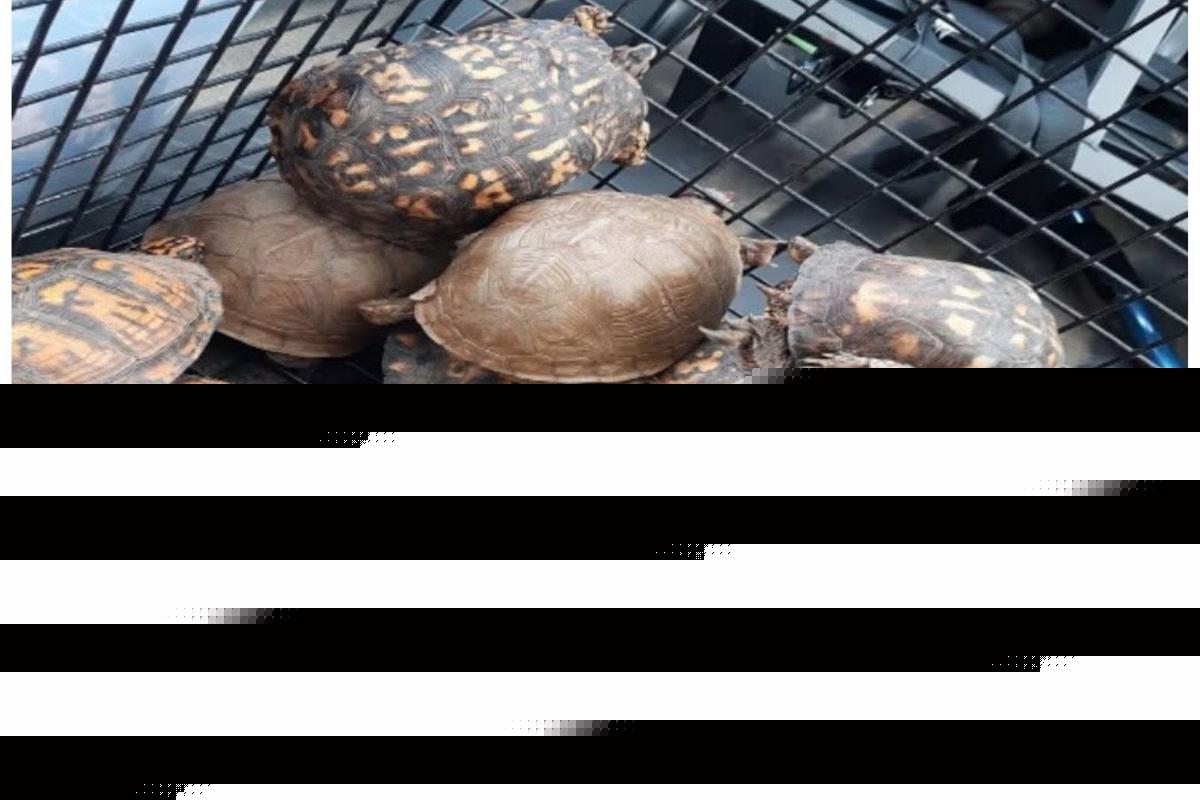 Who dumped 150 turtles into a NJ river? Police need answers