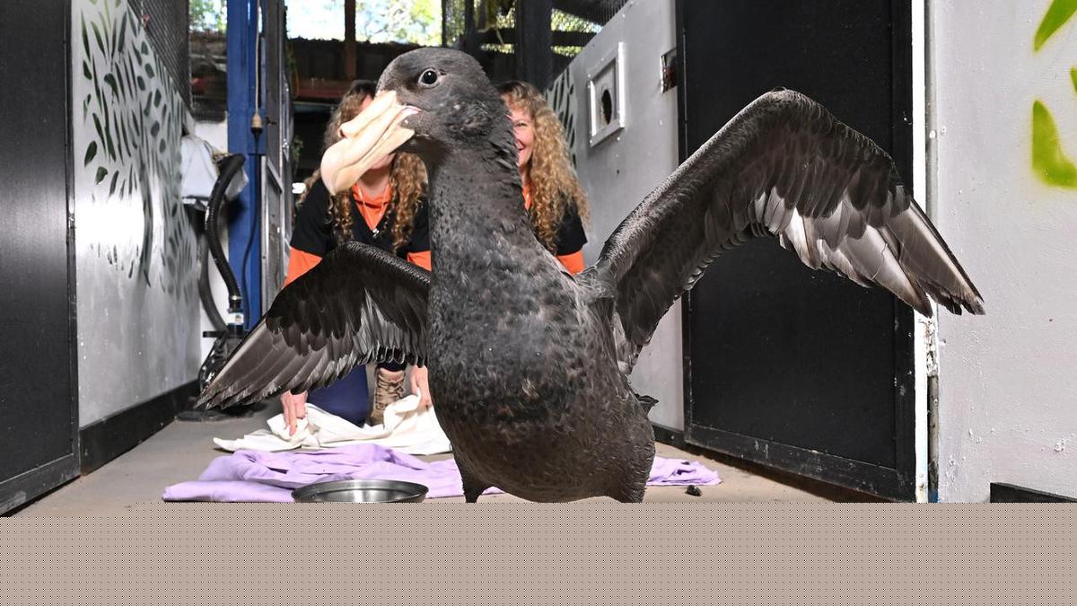 Warning for human bird-flu transmissions as cases soar