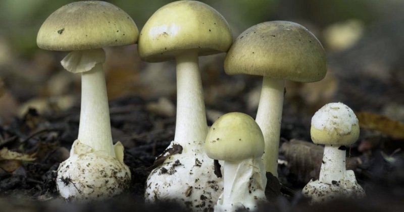 Fourth Person Dies After Consuming Toxic Wild Mushrooms, were Foraged from Regional Bay Area Park