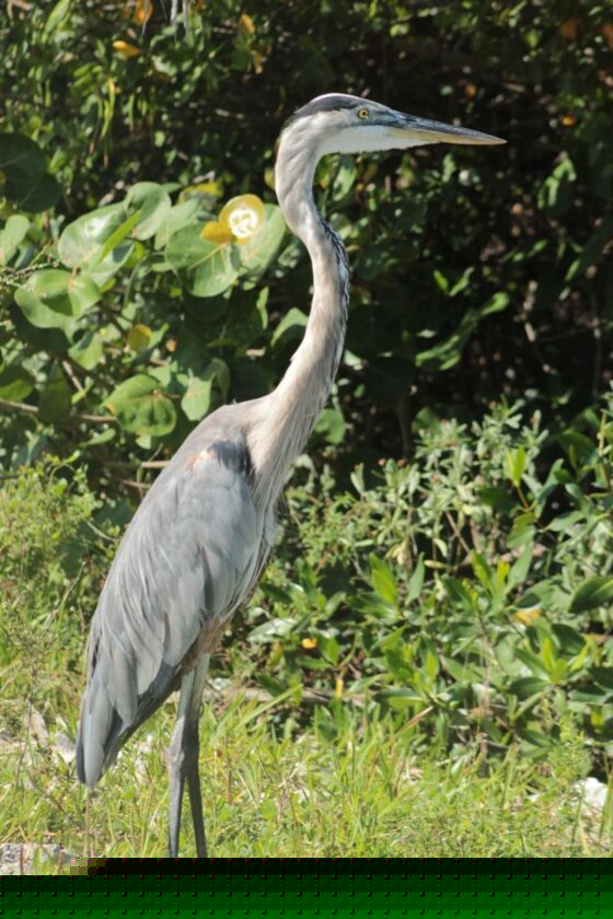 Refuge provides update on wildlife
