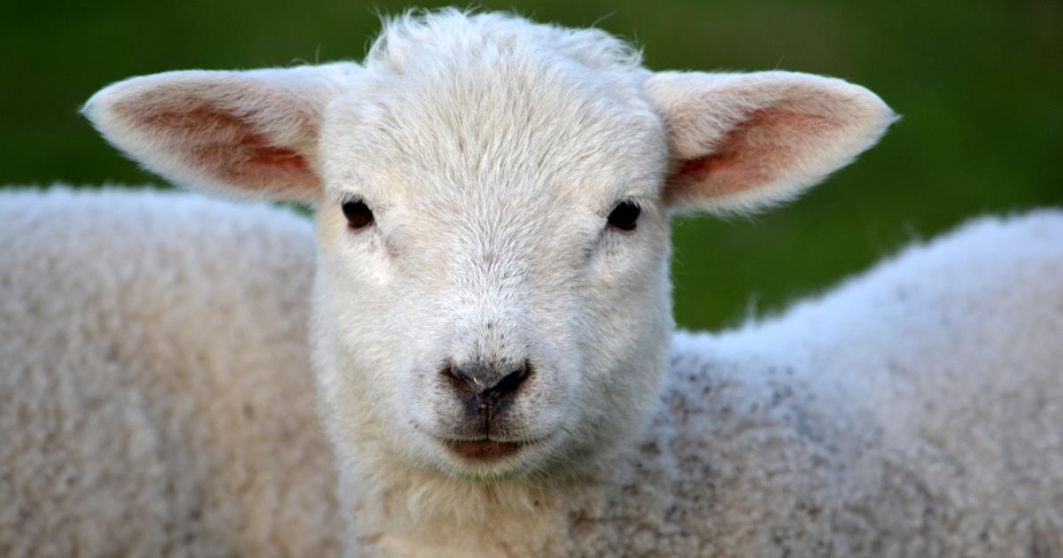 First lambs of the season top £182 at Ludlow Market store sale