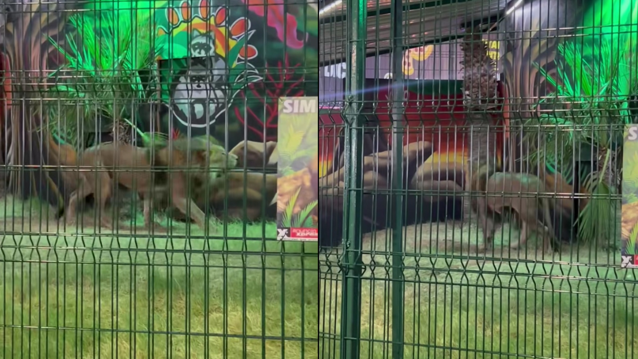 Retiran león de exhibición en Fiestas del Sol en Mexicali: Abogados Animalistas exige acciones contra los responsables