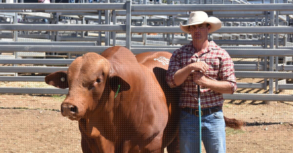 Genetic gold: Droughtmaster bull draws global attention after record-breaking sale