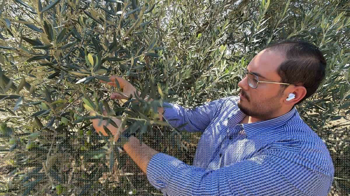 Zeytinyağında ABD Vergisi Pazar Kaybı Riskini Artırıyor