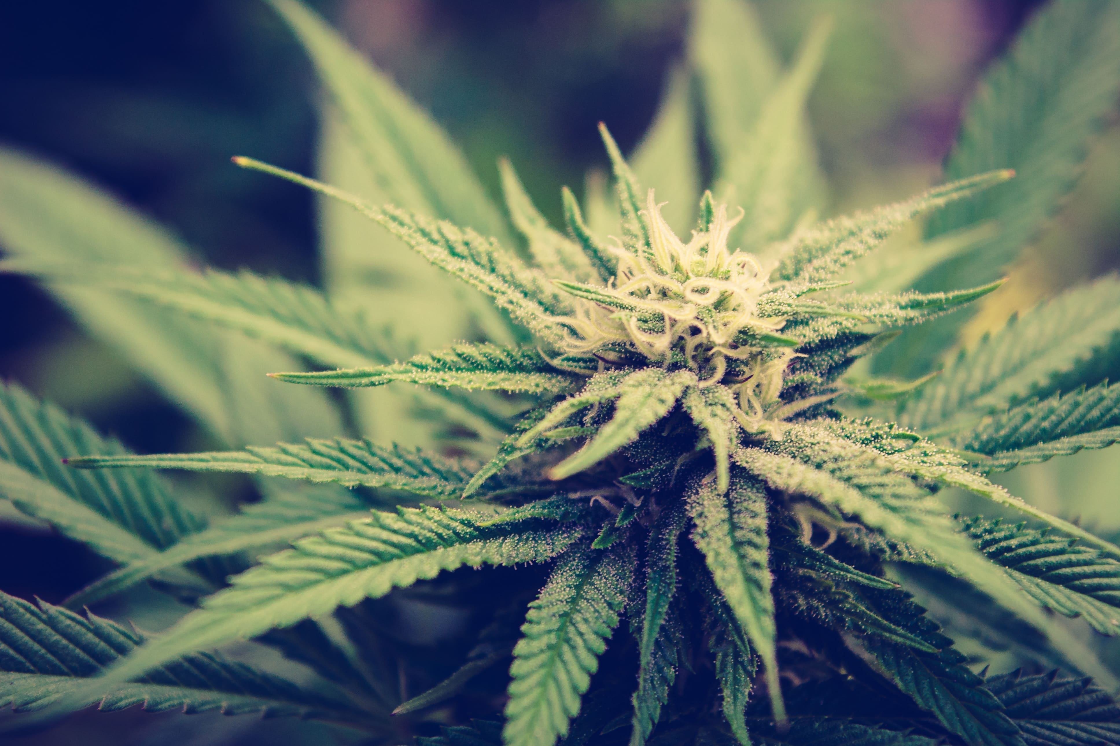 FDA adds cannabis products to adverse event reporting form (Newsletter: October 1, 2025)
