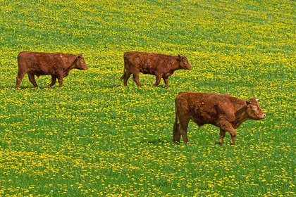 China halts Irish beef imports after bluetongue outbreak