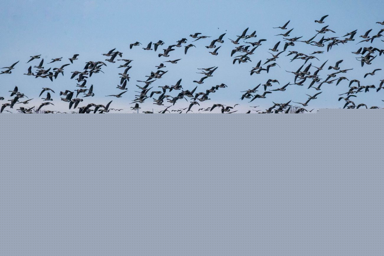 More geese are coming to Denver as it gets warmer. Should wildlife experts do something about it?
