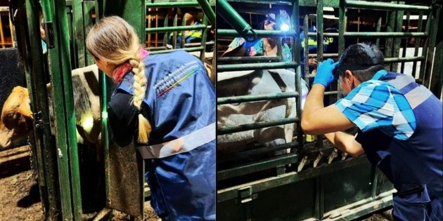 Jalisco continúa libre del contagio por el gusano barrenador