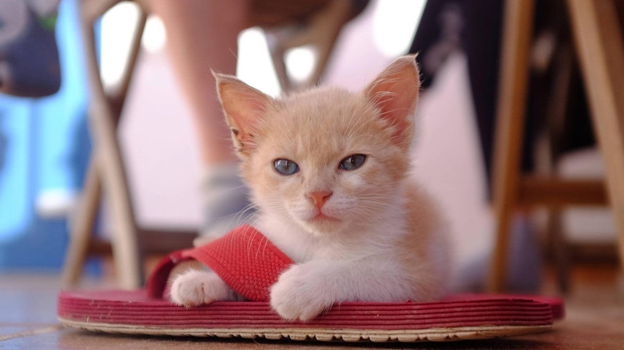 Envie de vivre sur une île de rêve ? Ce refuge offre un logement aux bénévoles qui s’occupent de chats