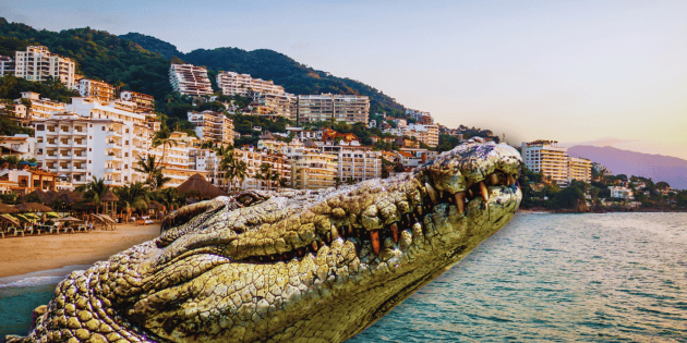 ¿Qué playas de Vallarta son peligrosas este fin de semana por cocodrilos?