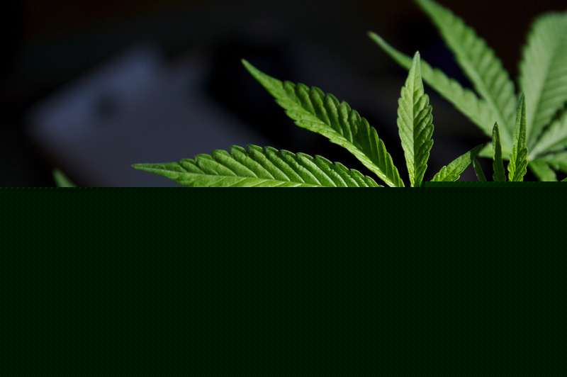 Five bags of marijuana seized from car in Jalal-Abad region