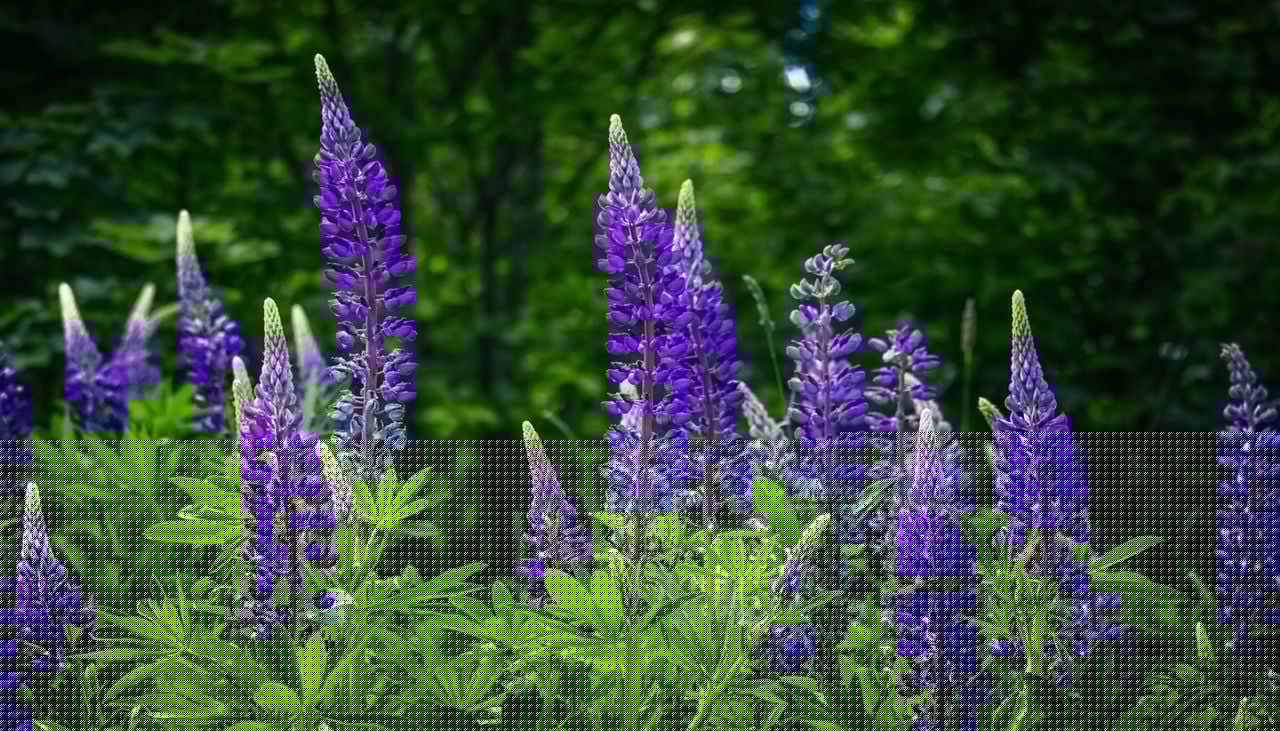 What to do with lupins after flowering to get a spectacular second flush of blooms