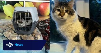 Cat found abandoned in carrier outside Tesco supermarket