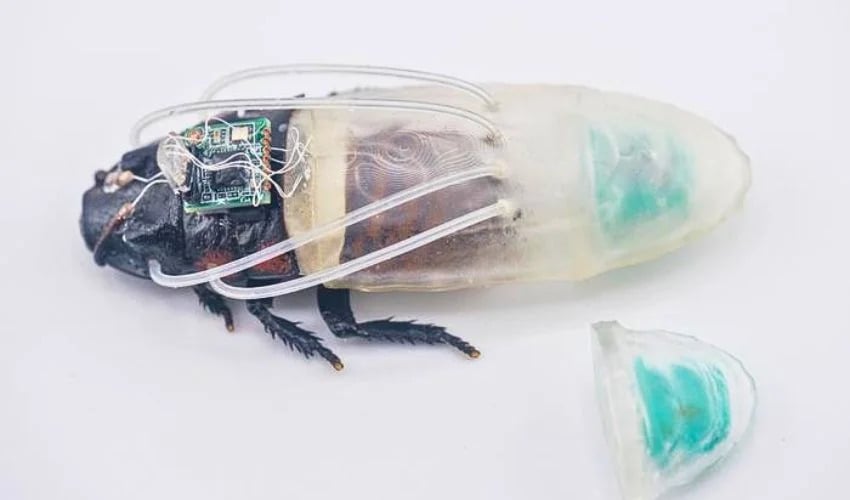 Des cafards cyborgs équipés de combinaisons de plongée imprimées en 3D pour sauver des vies
