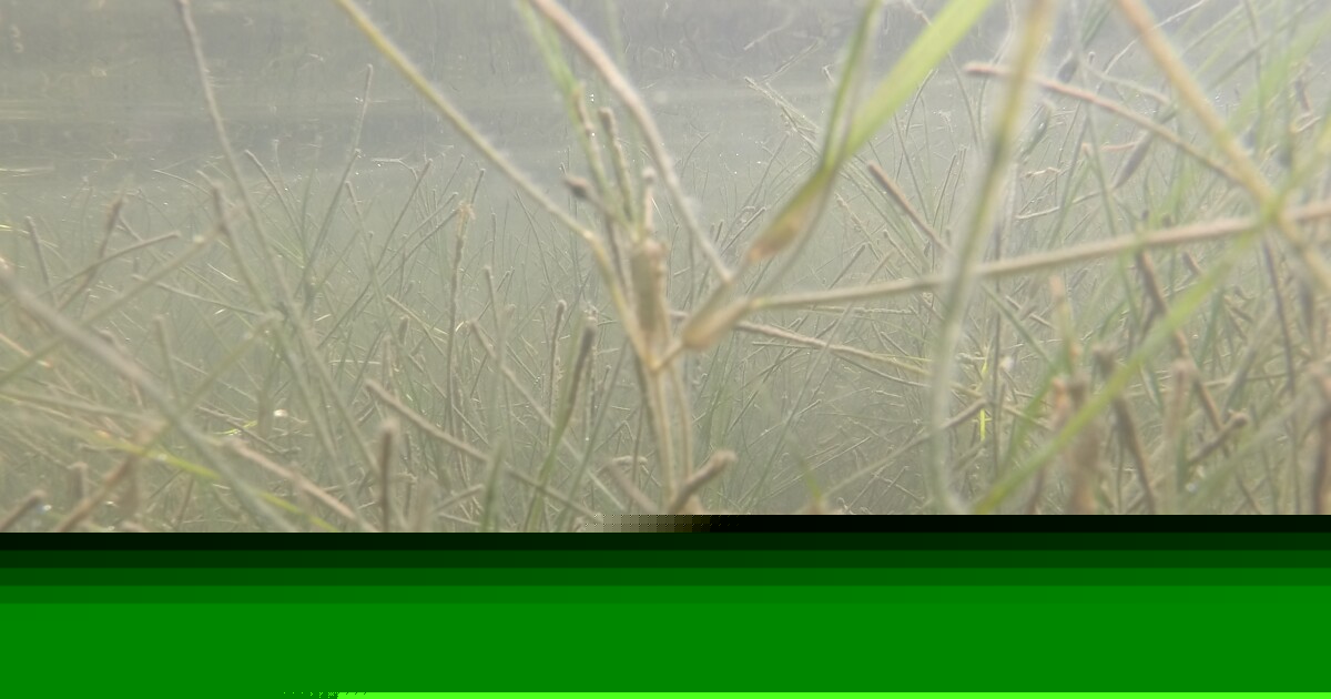 Seagrass Decline Affects More Than The Environment
