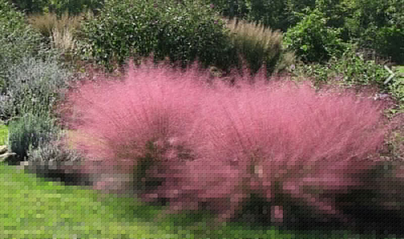 Get The Dirt: Grasses As Gift Ideas For Gardeners