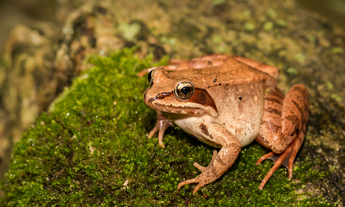 These Animals Are Expertly Adapted to the Cold