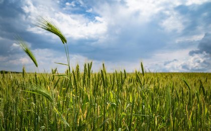 Cost of farmland across the EU climbs sharply