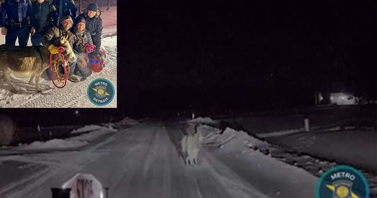 Runaway donkey: State police track down lost farm escapee in Holly