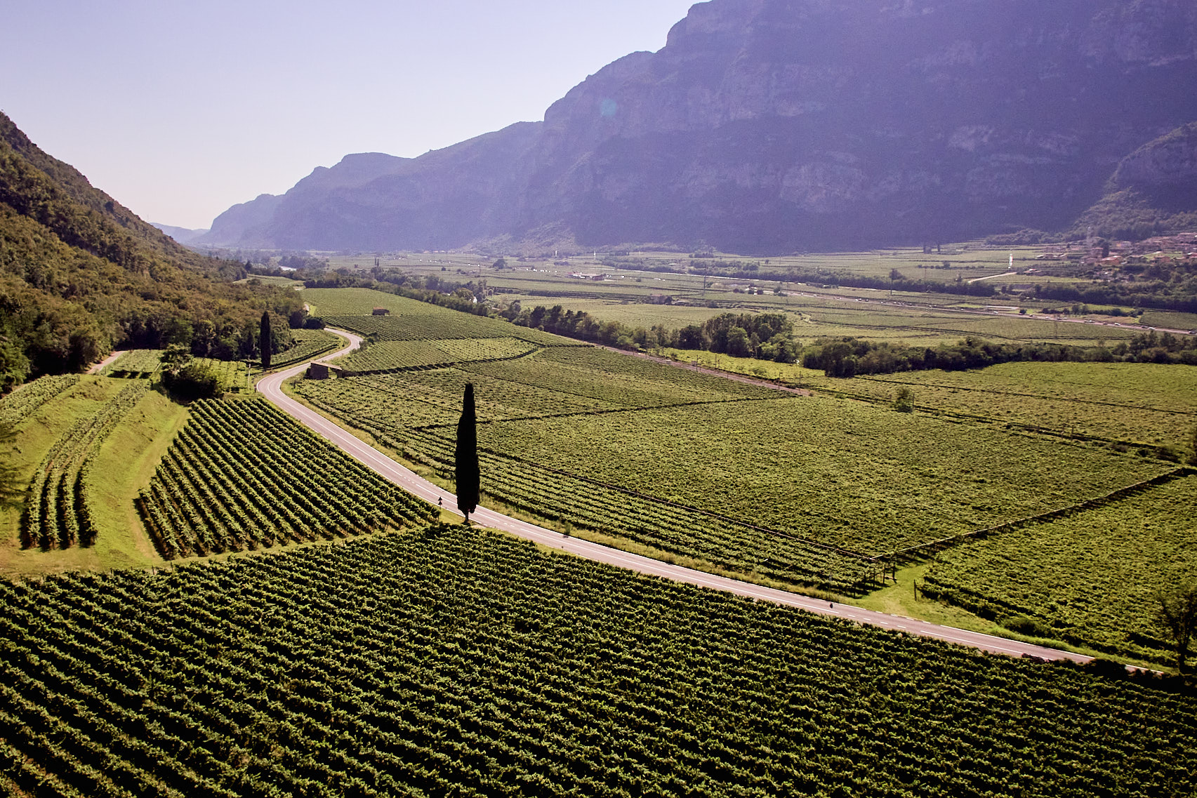 Pinot Grigio Delle Venezie DOC to tighten reclassification rules