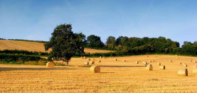 Agricoltura, dalla Regione 4,5 milioni per prevenire i danni da calamità naturali