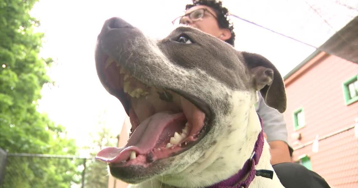 HAWS Waukesha adoption, long-term dogs in need of homes
