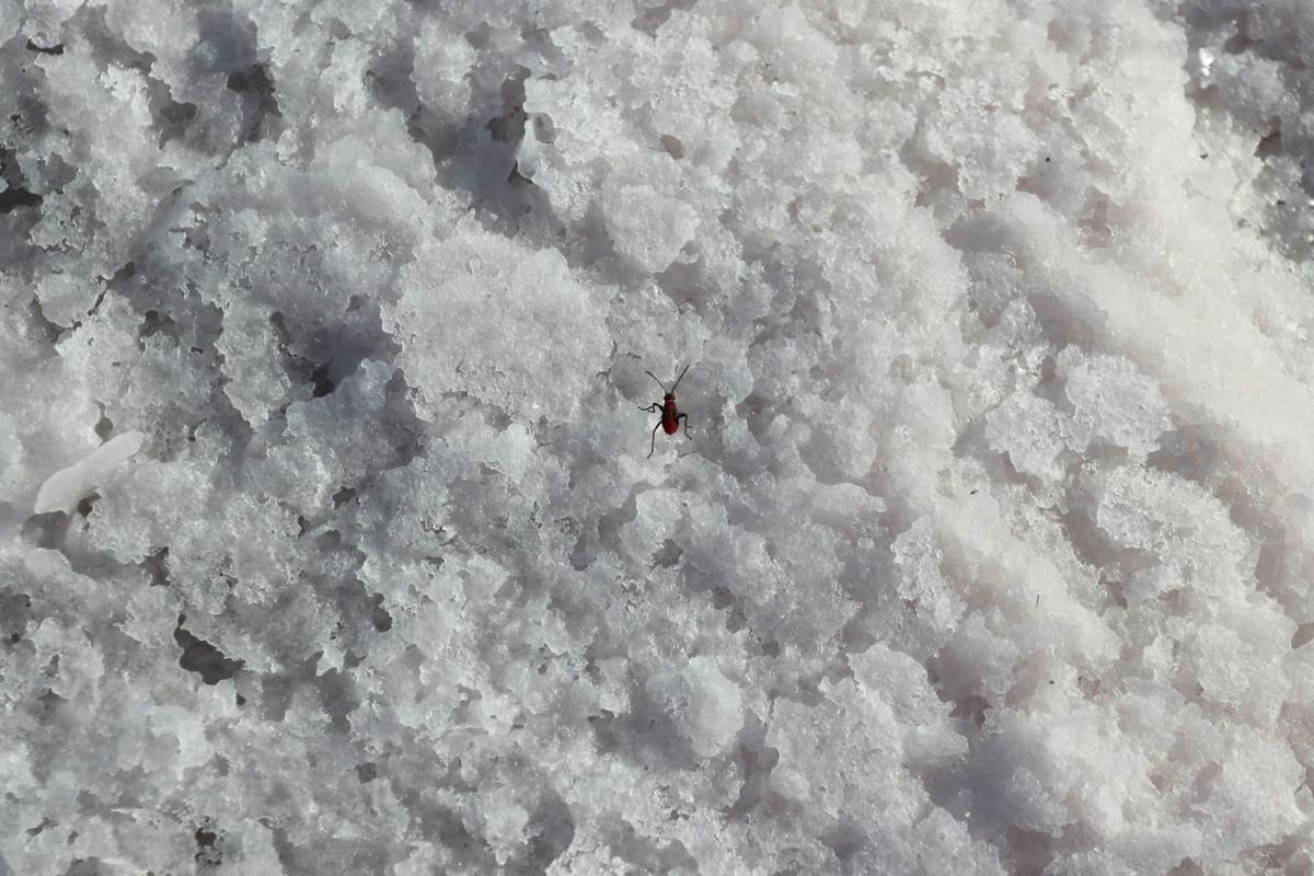 Snow Fleas in Texas? What to Know After Ice and Snow