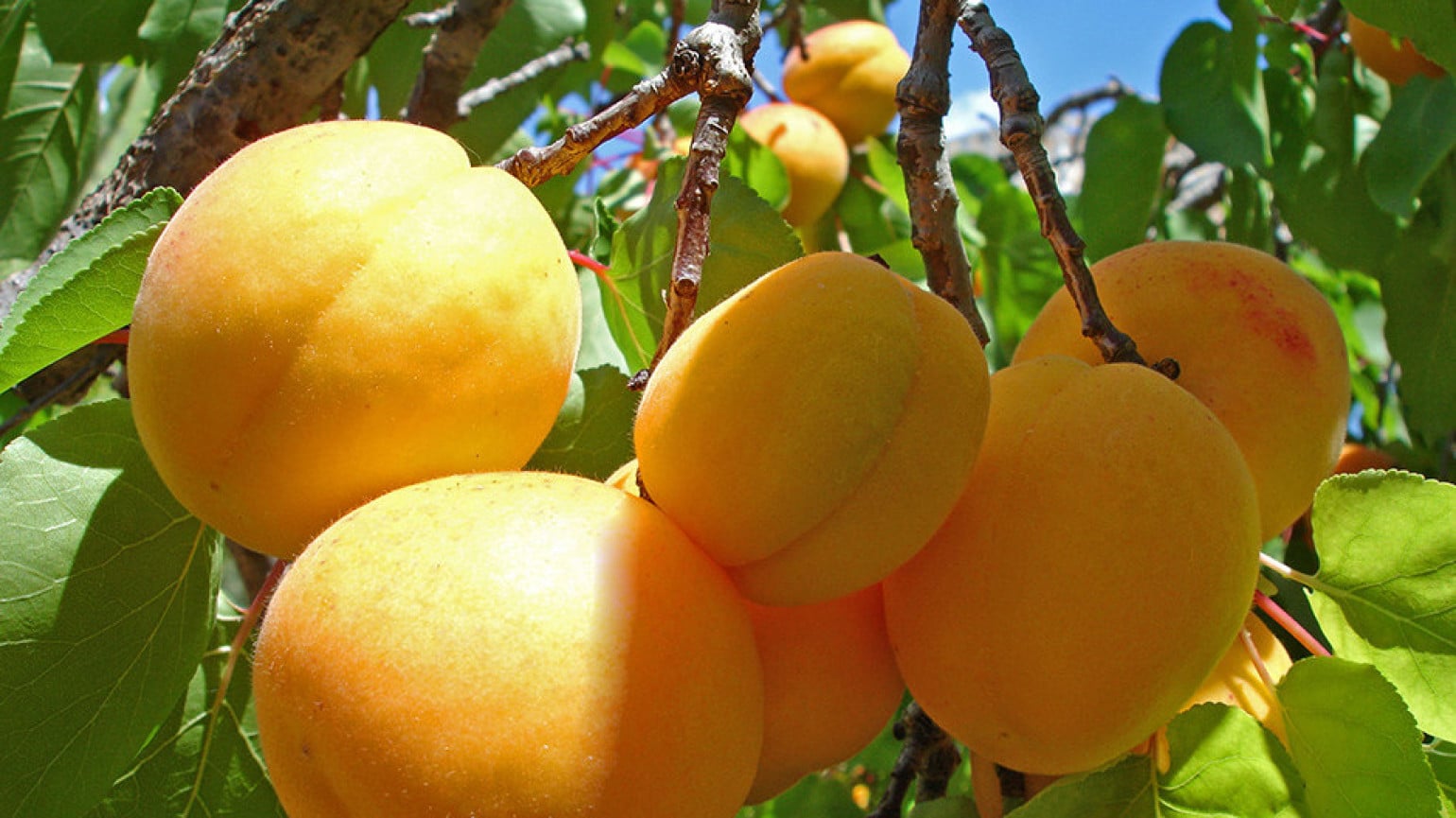 L’Arménie a exporté de janvier à septembre 121 800 tonnes de fruits et légumes, en hausse de 12,2 % par rapport à la même période de l’an dernier