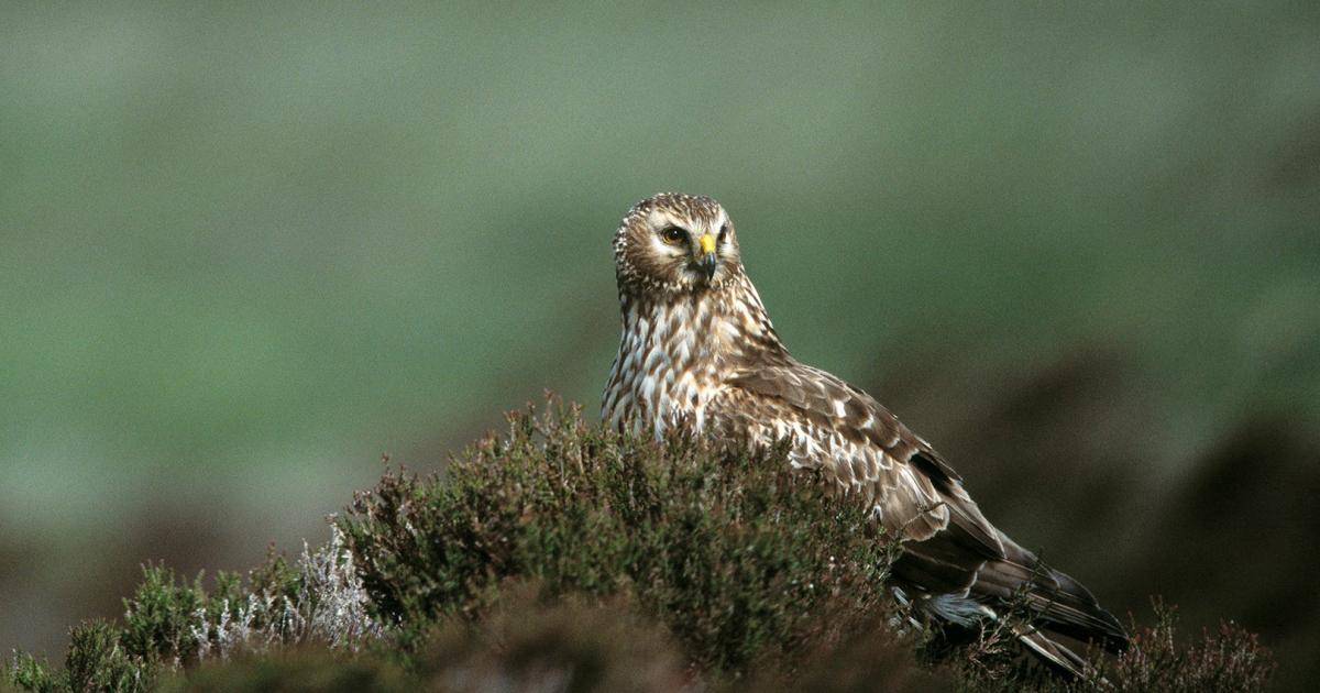 Gamekeeper pleads guilty to trying to kill  a hen harrier on Grassington Moor