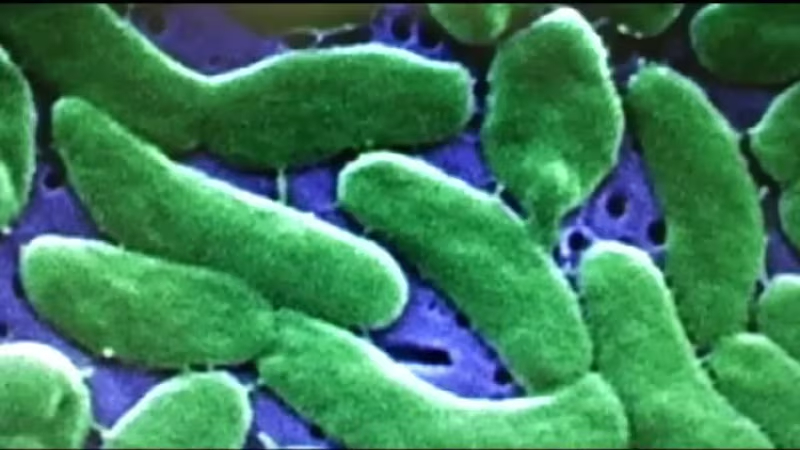 Louisiana Vibrio Vulnificus Outbreak 2026: Flesh-Eating Bacteria Kills 5, Officials Warn Over Seawater Wound Risk